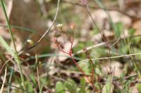 Saxifraga tridactylites