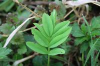Galega officinalis