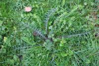 Cirsium eriophorum