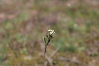 Arabidopsis thaliana