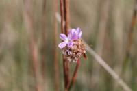 Armeria arenaria