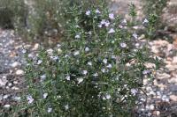 Satureja hortensis