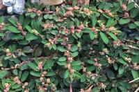 Euphorbia maculata