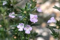 Satureja hortensis