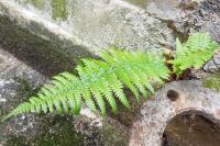 Dryopteris filix-mas