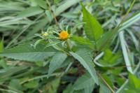 Bidens frondosa