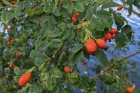 Rosa canina