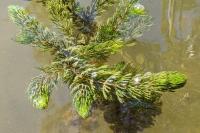 Ceratophyllum demersum