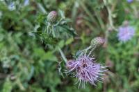 Cirsium arvense