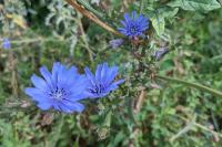 Cichorium intybus