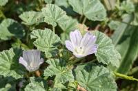 Malva neglecta