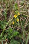 Agrimonia eupatoria