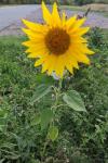 Helianthus annuus