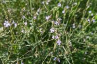 Verbena officinalis