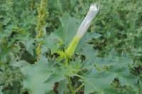 Datura stramonium