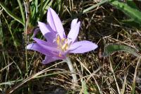 Colchicum autumnale