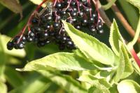 Sambucus nigra