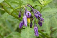 Solanum dulcamara