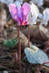 Cyclamen purpurascens