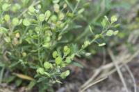 Lepidium virginicum