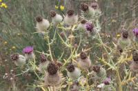 Cirsium eriophorum
