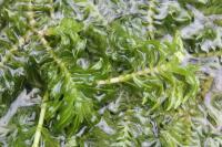 Groenlandia densa