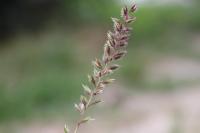 Tragus racemosus