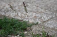 Tragus racemosus