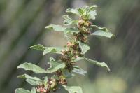 Amaranthus graecizans