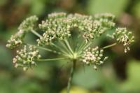 Aethusa cynapium