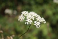 Aethusa cynapium