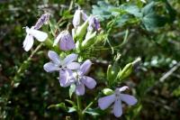 Saponaria officinalis