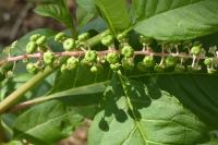 Phytolacca americana