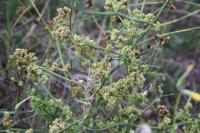 Chondrilla juncea