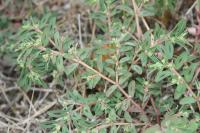 Euphorbia maculata