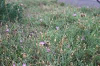 Centaurea aspera