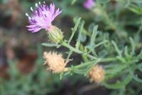 Centaurea aspera