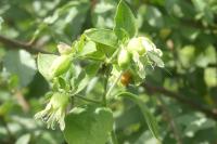 Silene baccifera