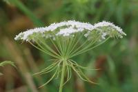 Ammi majus