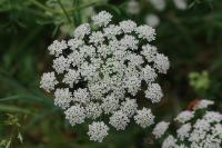 Ammi majus