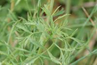 Ammi majus