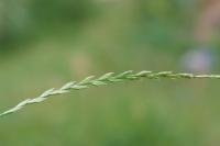 Lolium perenne