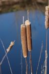 Typha angustifolia