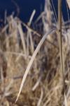 Typha angustifolia