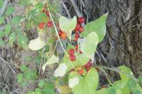 Dioscorea communis