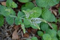 Mentha suaveolens