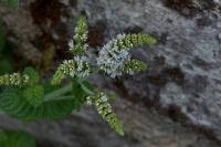 Mentha suaveolens