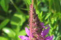 Lythrum salicaria