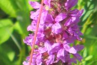 Lythrum salicaria