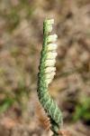 Spiranthes spiralis
